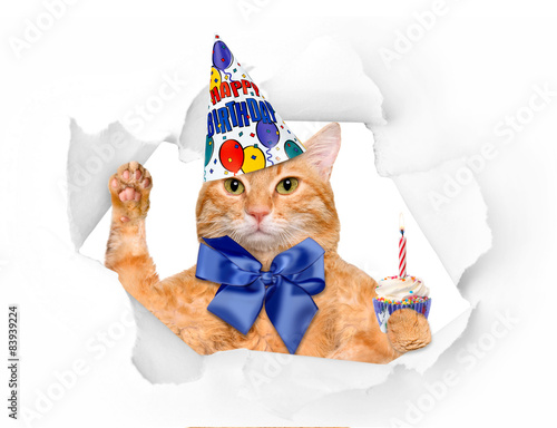 Fototapeta Naklejka Na Ścianę i Meble -  Birthday cat .