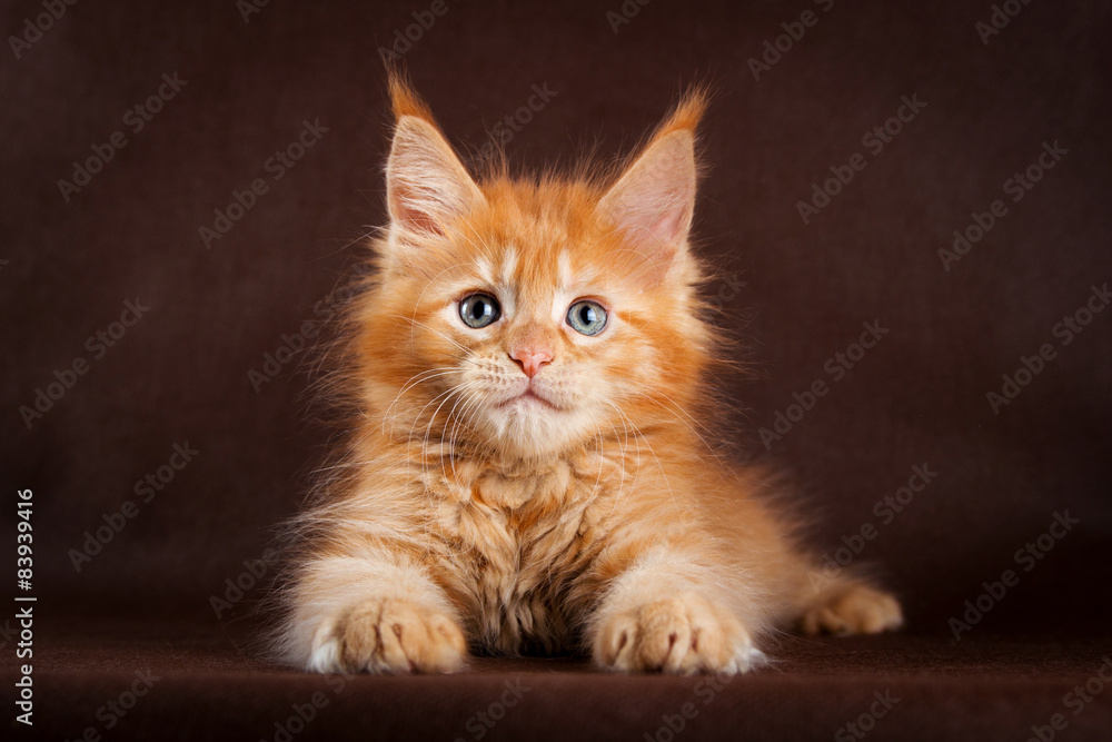 maine coon cat on black brown background
