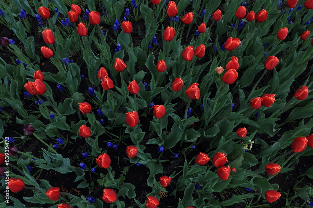Tulips Tulips