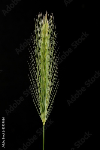 Green spike of wheat isolated on black background