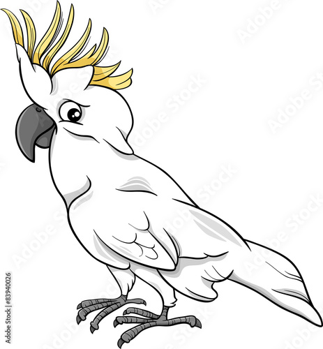 cockatoo parrot cartoon illustration
