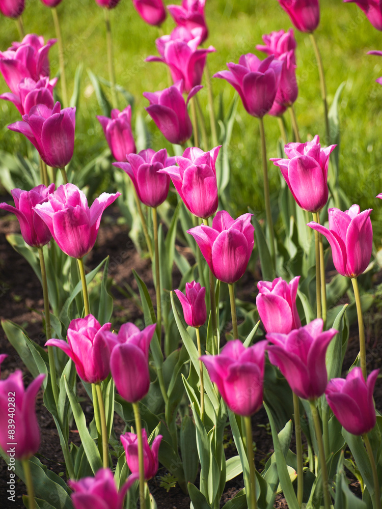 Purple tulips