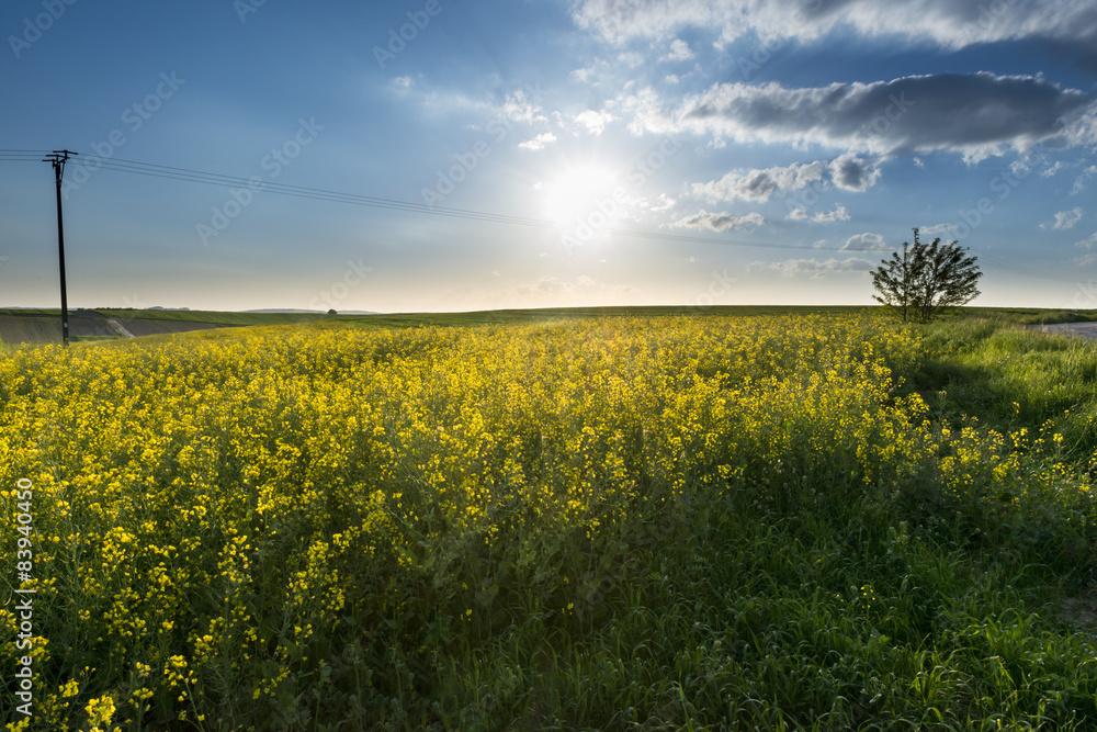 Obraz premium Sundown over fileld of rape