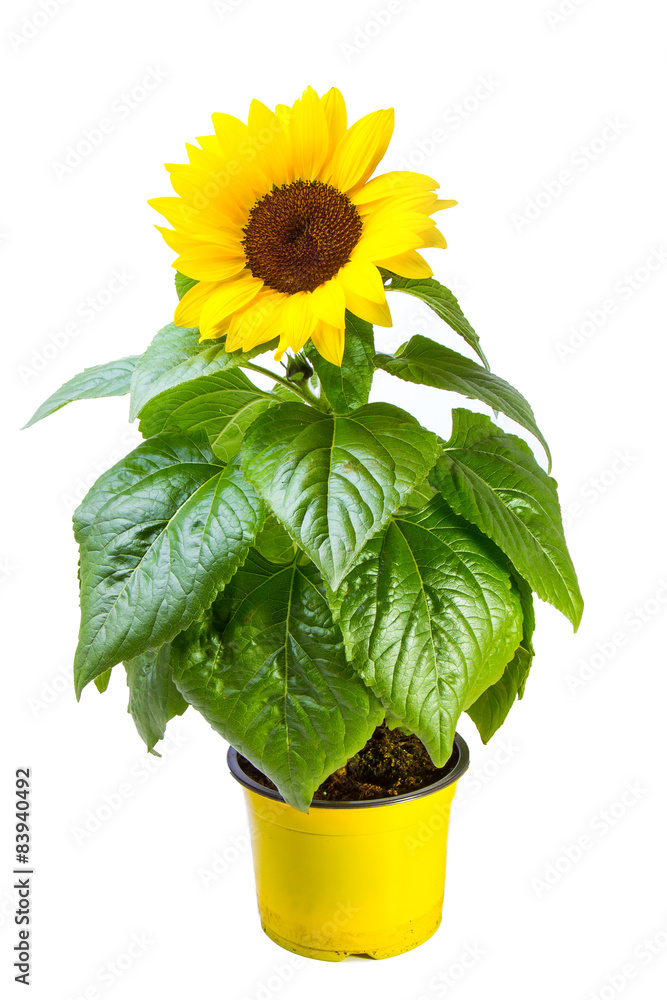 Obraz premium Sonnenblume, Helianthus annuus
