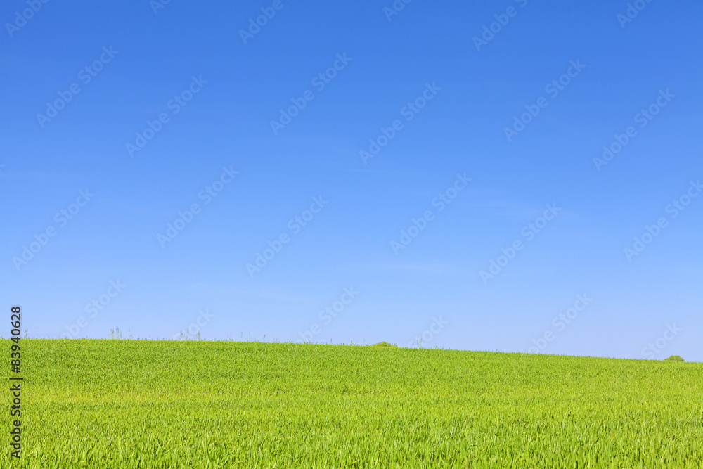 Fototapeta premium Green field and cloudless blue sky, natural background
