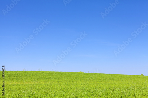 Green field and cloudless blue sky, natural background photo