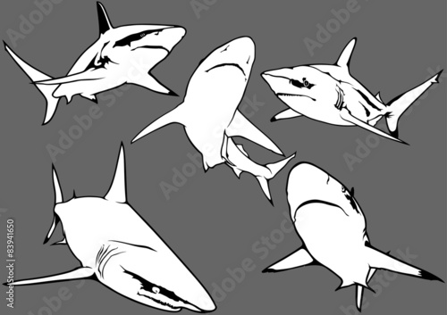 Blacktip Reef Shark (Carcha...