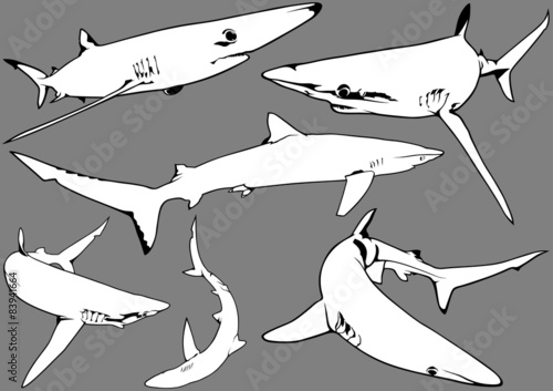Blue Shark (Prionace glauca)