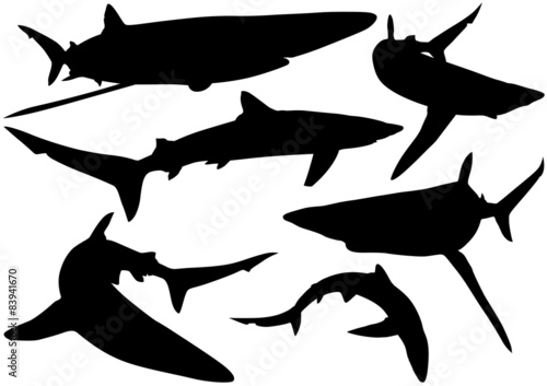 Blue Shark Silhouettes (Prionace glauca)