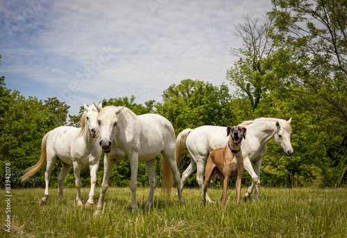 Three white Arabian horses with great Dane in pasture