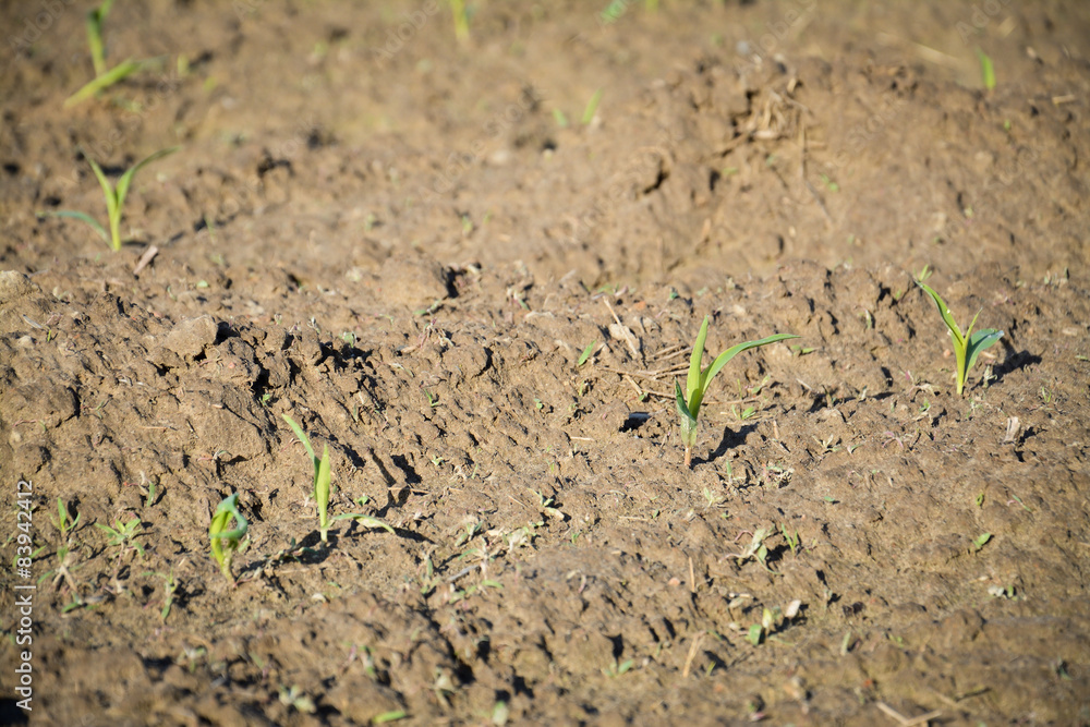 the growth of wheat in the field the growth of wheat in the field