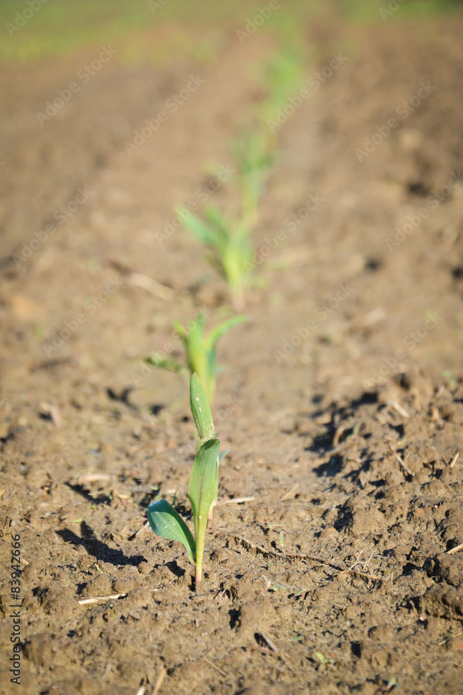 the growth of wheat the growth of wheat
