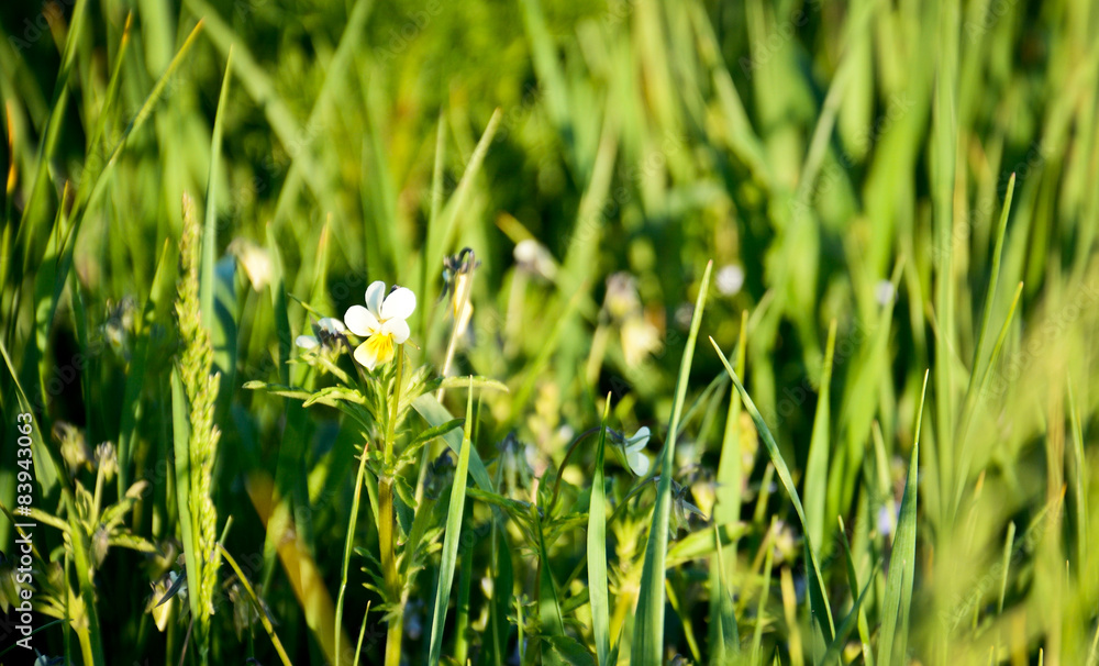 wild flower in the green grass wild flower in the green grass