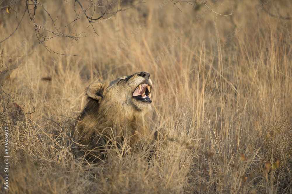 Obraz premium Yawning Lion