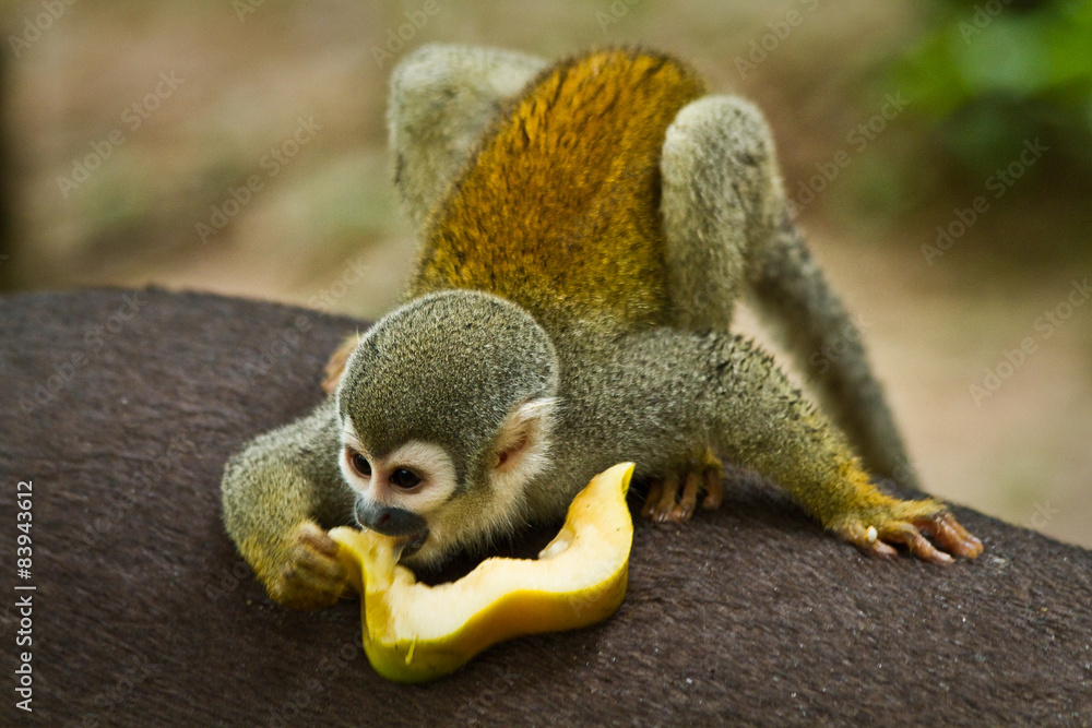 Obraz premium Squirrel monkey in amazon rainforest, Yasuni National Park