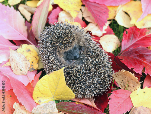 Little forest hedgehog on a background of bright autumn leaves © kingan