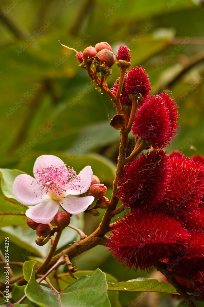 Annato, lipstick tree in the amazon rainforest, Yasuni National Stock ...