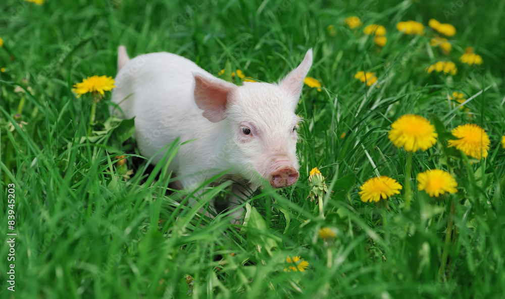 Piglet on farm Piglet on farm