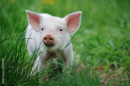 Piglet on farm © byrdyak