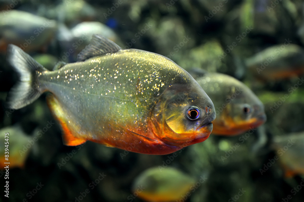 Tropical piranha fishes Tropical piranha fishes