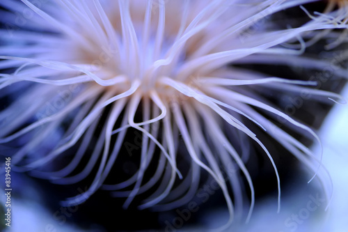 Anemone © byrdyak