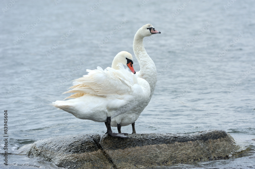 Obraz premium Couple swan