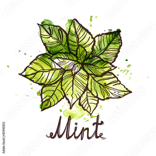 Sketch Mint Leaf