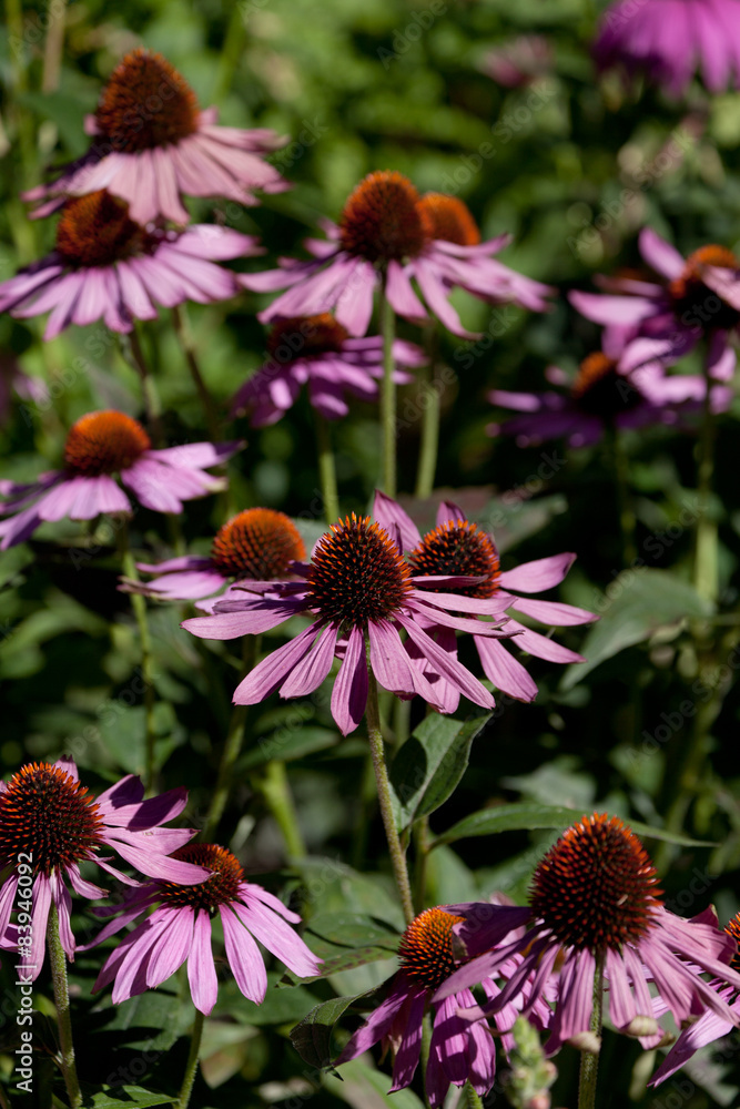 Obraz premium kwiat_12