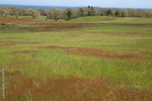 Farm land on Martha's Vineyard