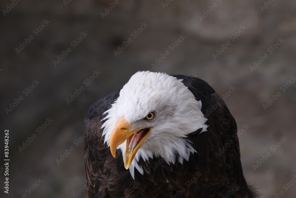 Fototapeta premium Schreiender Weißkopfseeadler