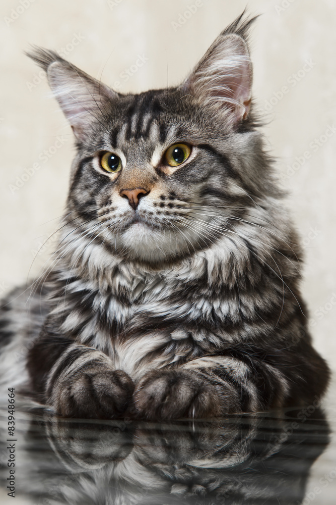 Black tabby maine coon cat with big lynx posing on glass table Black tabby maine coon cat with big lynx posing on glass table