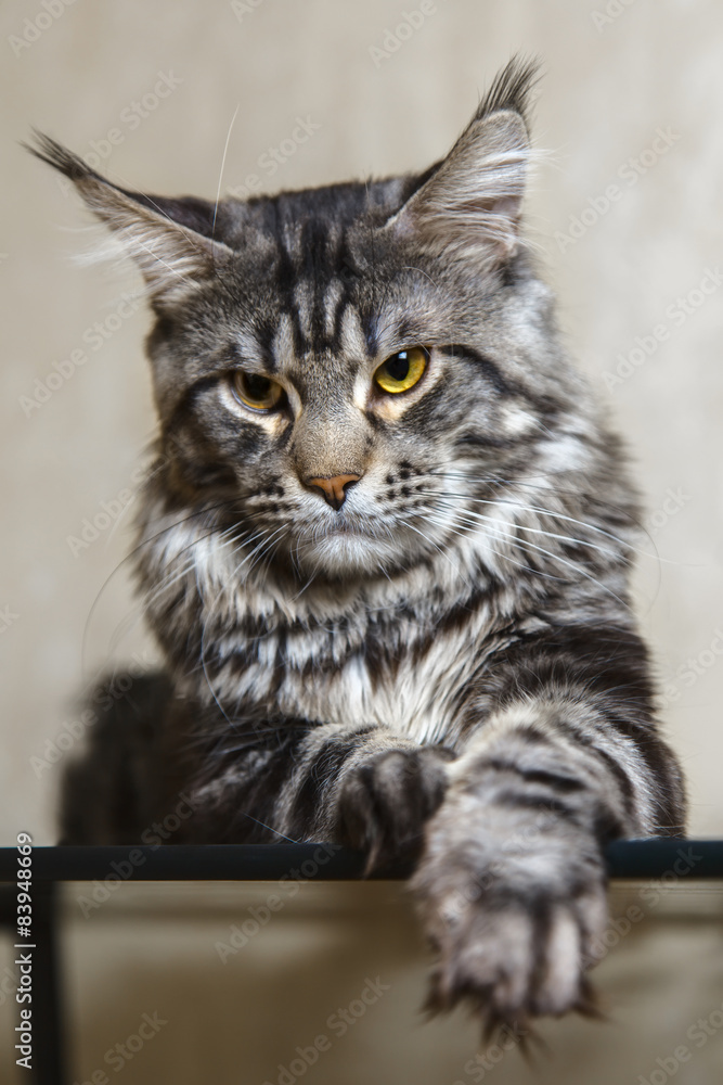 Black tabby maine coon cat with big lynx posing on glass table Black tabby maine coon cat with big lynx posing on glass table