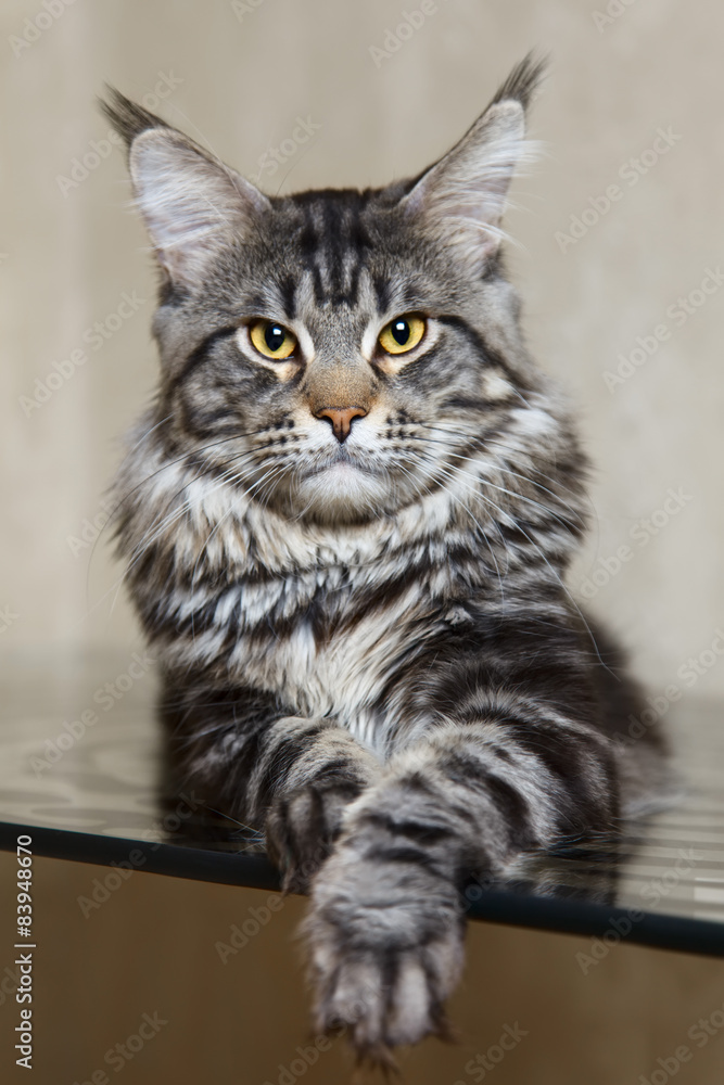 Fototapeta premium Black tabby maine coon cat with big lynx posing on glass table