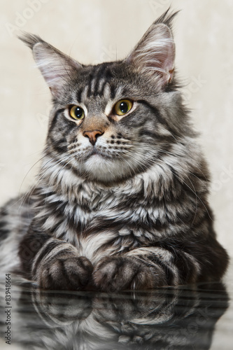 Black tabby maine coon cat with big lynx posing on glass table