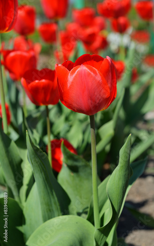 Vertical background with red tulips in nature