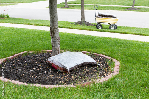 Mulching around the trunk of a tree photo