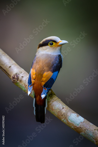 Close up portrait  of Silver-breasted Broadbill  photo