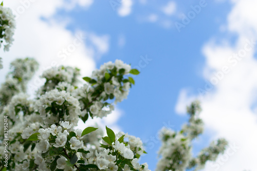 Cherry Blossom Bloom and Blue Sky