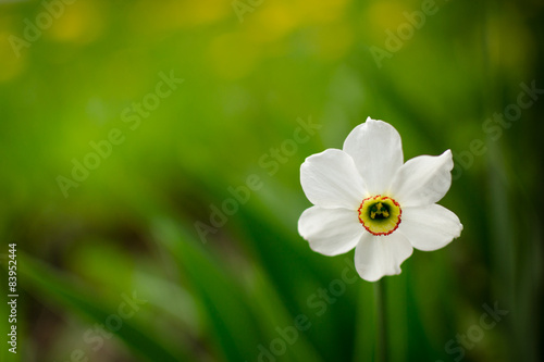 Single White Daffodil in Bloom