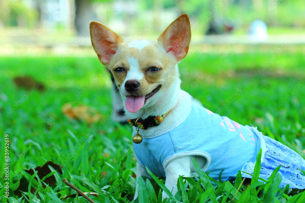 Chihuahua, dog
