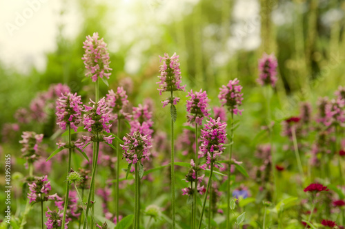 Summer garden background with flowers. Selective focus