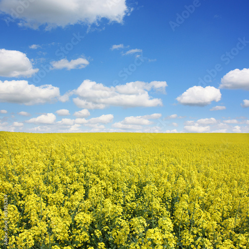 Rapsfeld im Sommer