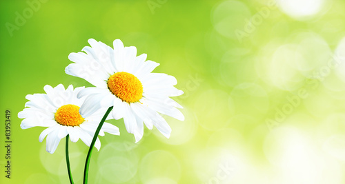 Fototapeta Naklejka Na Ścianę i Meble -  Schöne Kamillen