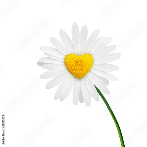 Fototapeta Naklejka Na Ścianę i Meble -  Kamille in Form eines Herzens