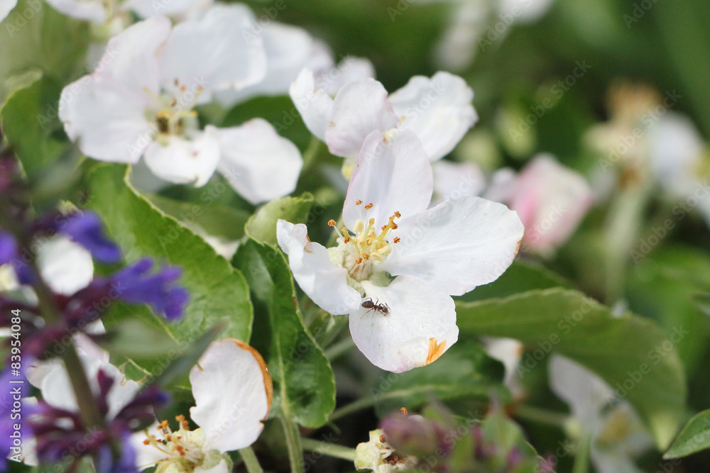Fototapeta premium The blossoming apple-tree branches in a spring garden