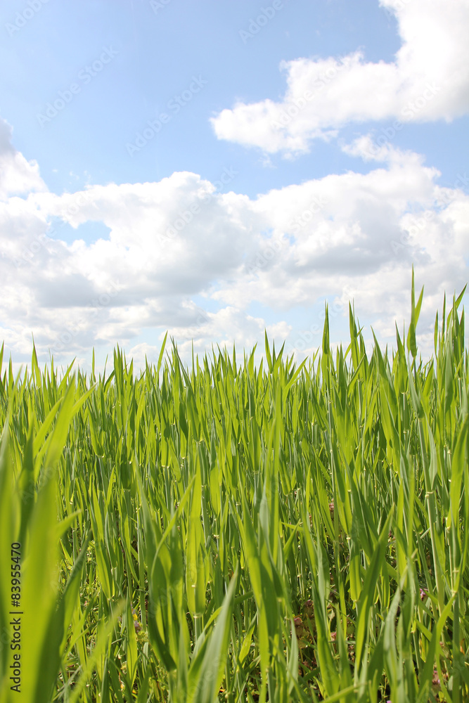 Obraz premium grünes Gras und blauer Himmel