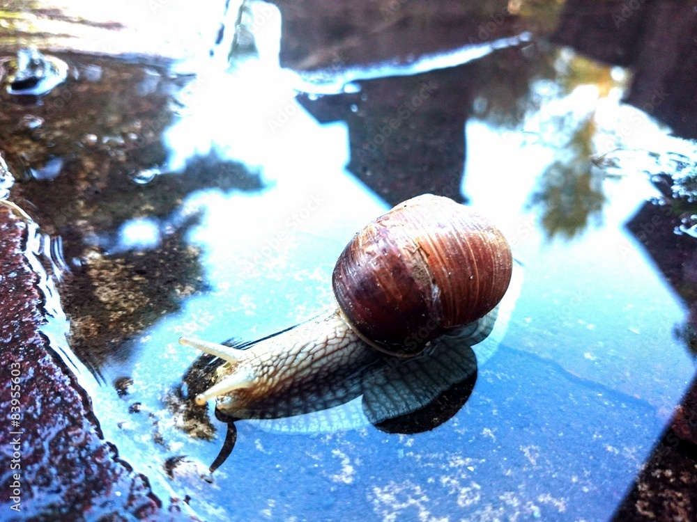 Schnecke mit Haus im Wasser Stock Photo Adobe Stock