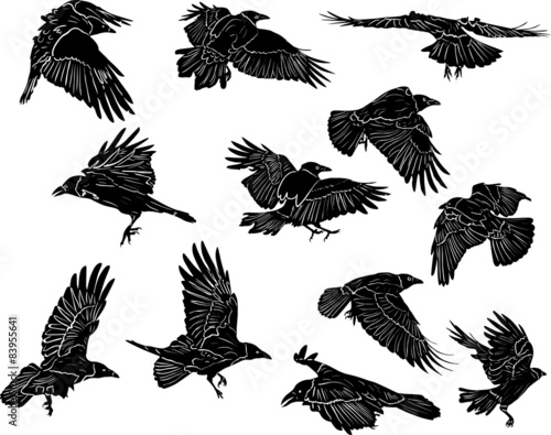 set of twelve black crows isolated on white