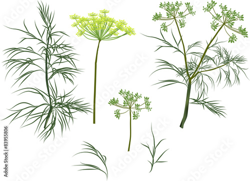 Fotografia green dill plants collection isolated on white