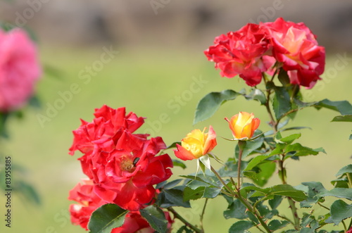 赤いバラの花 © tomo